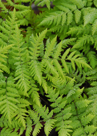 Gymnocarpium dryopteris 